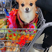 Indy joined the competition — help win amazing prizes! dog, shopping_cart, blanket, groceries, person, footwear, floor, pet, small_dog, indoor, retail, store, can, bag, colorful, cute, alert, animal, companion, shopping