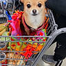 dog, shopping_cart, blanket, groceries, person, footwear, floor, pet, small_dog, indoor, retail, store, can, bag, colorful, cute, alert, animal, companion, shopping