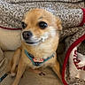 dog, small_dog, tan_dog, pet, indoor, couch, blanket, fabric, furniture, harness, canine, companion, animal, cute, sitting, domestic, fur, nose, paw, relaxed