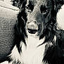 dog, black_and_white, close_up, portrait, couch, indoor, pet, fur, snout, eyes, relaxed, canine, texture, sofa, animal, companion, laying_down, home, calm, monochrome