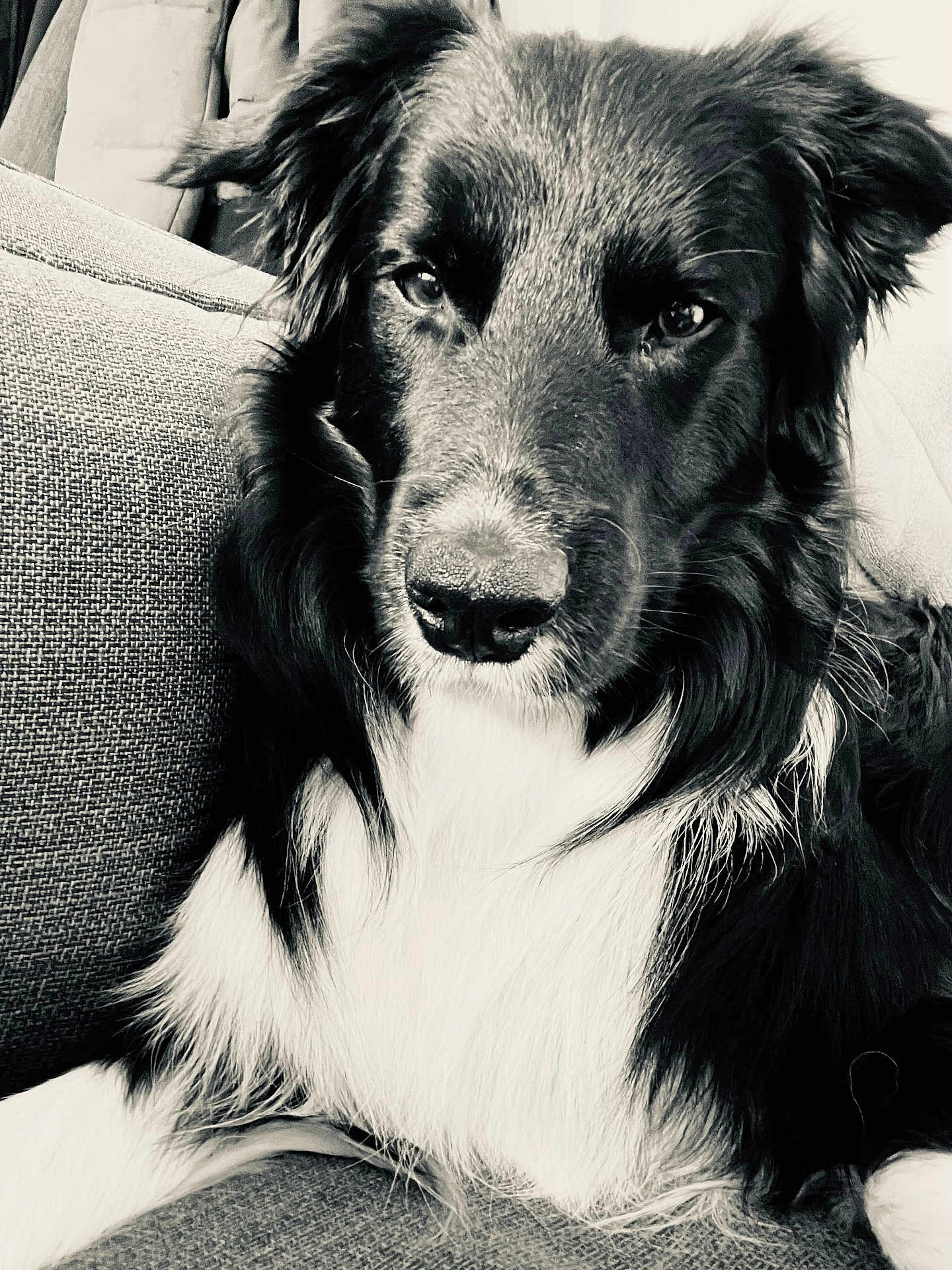 Poppy