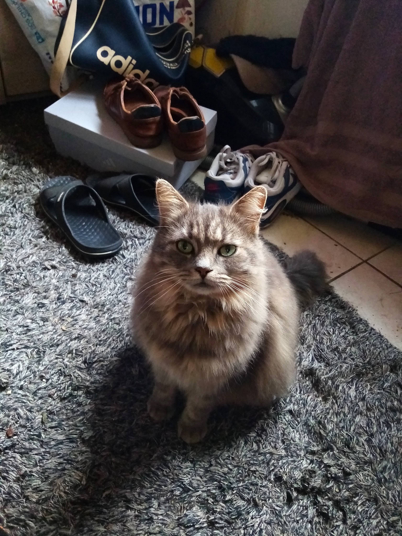 Clochette participe au concours pour gagner de l'argent avec cette photo : asphalt, canidae, carnivore, cat, claw, couch, domestic_short_haired_cat, felidae, floor, flooring, fur, grey, human_leg, road_surface, sitting, small_to_medium_sized_cats, street, tail, terrestrial_animal, whiskers