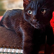 Herman is registered to the contest to win money with this photo: animal, background_blur, black_cat, cat, close_up, cozy, curious, cute, feline, fur, green_eyes, indoor, notebook, pet, red_blanket, relaxed, resting, soft_light, spiral_notebook, whiskers