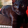 animal, background_blur, black_cat, cat, close_up, cozy, curious, cute, feline, fur, green_eyes, indoor, notebook, pet, red_blanket, relaxed, resting, soft_light, spiral_notebook, whiskers