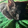 Herman joined the competition — help win amazing prizes! animal, black_cat, close_up, cozy, cute, domestic_cat, feline, fur, green_blanket, indoor, kitten, nap, pet, relaxation, resting, sleeping, small_animal, soft_light, texture, whiskers