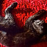 animal, black_cat, cat, closeup, cozy, cute, domestic_cat, feline, fur, indoor, paw, pet, red_rug, relaxed, resting, sleeping, soft, sunlight, textured_rug, whiskers