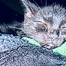 Herman joined the competition — help win amazing prizes! adorable, animal_face, black_kitten, blanket, close_up, cozy, cute, domestic_animal, feline, fur, green_plush, indoor, nap, peaceful, pet, quiet, resting, sleeping, soft_texture, whiskers