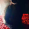 animal, backlit, black_cat, cat, cozy, dark_background, feline, fur, indoor, mystery, pet, profile, quiet, red_rug, shadow, silhouette, sitting, soft_light, textured_surface, whiskers