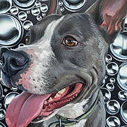 Meat joined the competition — help win amazing prizes! dog, canine, tongue_out, close_up, pet, animal, metallic_background, bubbles, collar, happy, ears, mouth, teeth, fur, brown_eyes, snout, portrait, domestic_animal, playful, cute