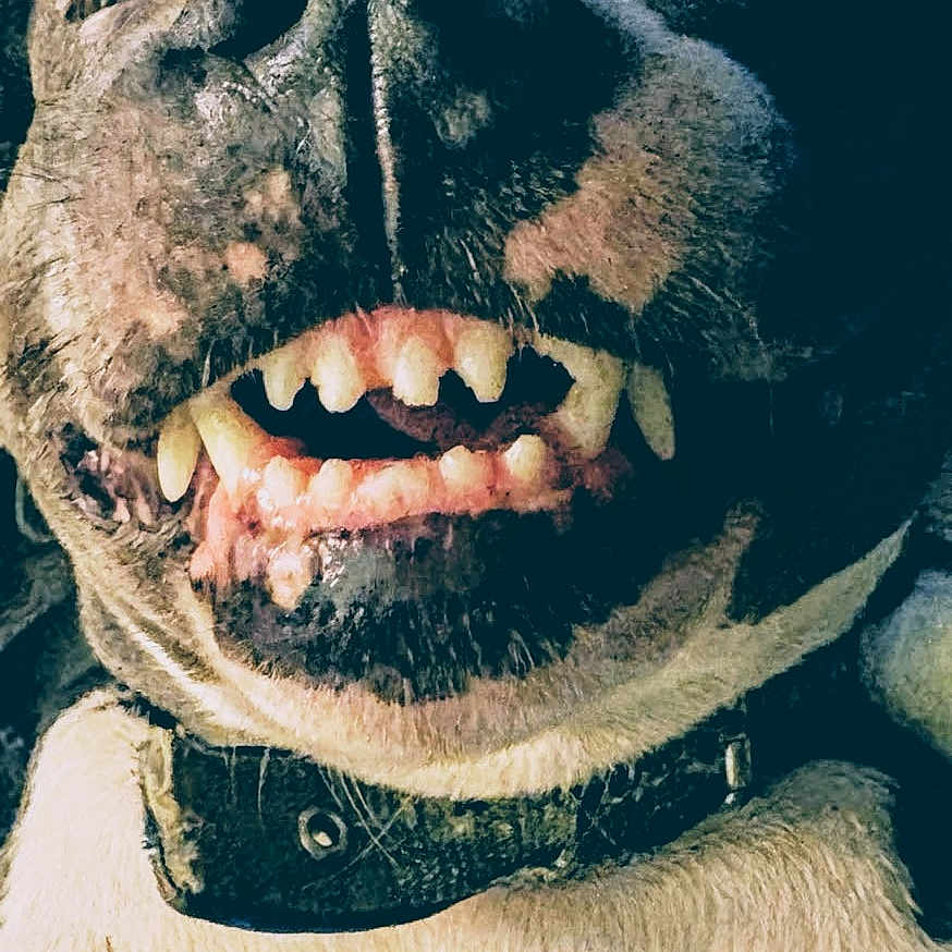 Meat is registered to the contest to win money with this photo: dog, close_up, teeth, collar, pet, animal, face, fur, snout, canine, expression, portrait, indoor, whiskers, mouth, tongue, nose, playful, funny, cute