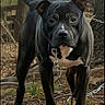 Porkchop is registered to the contest to win money with this photo: dog, black_dog, white_markings, chain, leaves, forest_floor, tree, outdoor, animal, pet, curious, standing, nature, wood, rustic, leaf_litter, ears_up, alert, canine, portrait