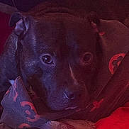 Porkchop is registered to the contest to win money with this photo: dog, close_up, blanket, indoor, pet, animal, brown, portrait, face, looking_at_camera, cozy, warm_lighting, wrapped, fur, ears, snout, expression, comfort, resting, dark