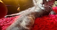 Grizzy joined the competition — help win amazing prizes! animal, bedroom, cat, close_up, cozy, curious, ears, feline, indoor, kitten, lamp, paw, pet, red_blanket, relaxing, stretching, texture, warm_light, whiskers, young_cat