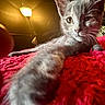 animal, bedroom, cat, close_up, cozy, curious, ears, feline, indoor, kitten, lamp, paw, pet, red_blanket, relaxing, stretching, texture, warm_light, whiskers, young_cat