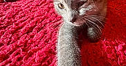 Grizzy is registered to the contest to win money with this photo: animal, bed, blanket, cat, closeup, curious, feline, fur, gray_cat, indoor, kitten, paw, pet, playful, red_blanket, resting, stretching, texture, whiskers, young_cat