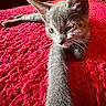 animal, bed, blanket, cat, closeup, curious, feline, fur, gray_cat, indoor, kitten, paw, pet, playful, red_blanket, resting, stretching, texture, whiskers, young_cat