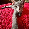 animal, bed, cat, close_up, cozy, curious, feline, gray_cat, indoor, kitten, paw, pet, portrait, red_blanket, resting, soft_fur, stretching, texture, whiskers, young_cat