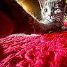animal, cat, close_up, cozy, curious, cute, feline, gray_cat, indoor, kitten, paw, pet, red_blanket, relaxed, soft, stretching, texture, warm_light, whiskers, young_cat