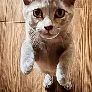 Grizzy joined the competition — help win amazing prizes! cat, kitten, animal, pet, feline, white_cat, gray_markings, large_ears, green_eyes, whiskers, paws, climbing, wooden_wall, indoor, portrait, closeup, vertical_photo, adorable, curious, funny