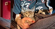 Grizzy is registered to the contest to win money with this photo: kitten, cat, person, hands, tshirt, graphic_tshirt, indoor, red_wall, sign, thug_life, seated, cozy, pet, animal, feline, cute, young_cat, domestic_cat, resting, human
