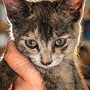 Grizzy joined the competition — help win amazing prizes! animal, backlighting, cat, close_up, cute, domestic_animal, ears, eyes, feline, focus, fur, hand, human_hand, indoor, kitten, mammal, pet, portrait, whiskers, young