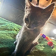 Grizzy joined the competition — help win amazing prizes! kitten, cat, pet, animal, indoor, blanket, green, toy, poster, light, window, fur, whiskers, playful, cute, young, texture, soft_light, cozy, curious