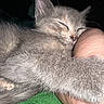 kitten, gray_fur, sleeping, hand, hugging, close_up, pet, animal, cute, resting, feline, whiskers, paw, domestic_animal, cozy, soft, nap, indoor, companion, friendship