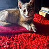 animal, books, cat, closeup, cozy, curious, cushion, cute, domestic, feline, fur, indoor, kitten, pet, red_blanket, resting, soft_light, texture, warm_light, whiskers