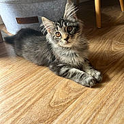 Romy a rejoint le concours — aidez-le/la à gagner de superbes lots ! kitten, cat, gray_tabby, fur, floor, wooden_floor, pet, animal, indoor, curious, whiskers, ears, paws, furniture, basket, domestic_cat, young_cat, cute, relaxed, household