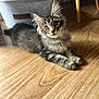 kitten, cat, gray_tabby, fur, floor, wooden_floor, pet, animal, indoor, curious, whiskers, ears, paws, furniture, basket, domestic_cat, young_cat, cute, relaxed, household