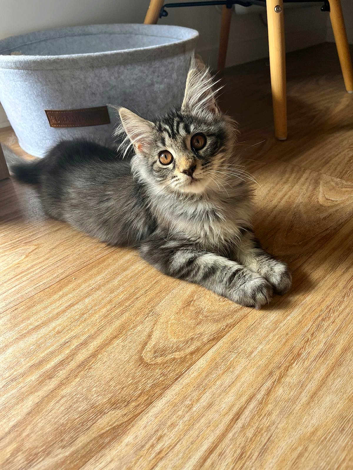 Romy a rejoint le concours — aidez-le/la à gagner de superbes lots ! kitten, cat, gray_tabby, fur, floor, wooden_floor, pet, animal, indoor, curious, whiskers, ears, paws, furniture, basket, domestic_cat, young_cat, cute, relaxed, household
