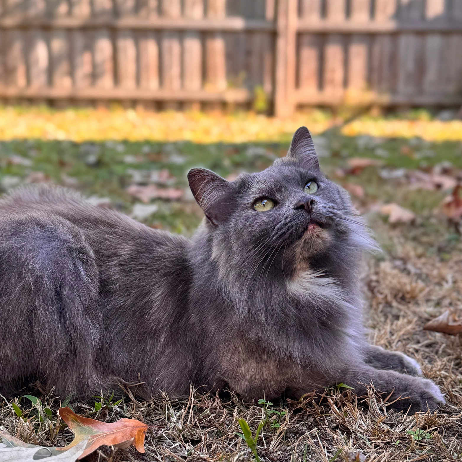 Stormy joined the competition — help win amazing prizes! abyssinian, angora, animal, backyard, blackcat, cat, fence, grass, kitten, lawn, leaf, manx, nature, outdoors, pet, plant, slate, soil, wood, yard