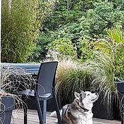 Baïko participe au concours pour gagner de l'argent avec cette photo : dog, husky, outdoor, garden, plants, deck, patio, chair, black_chair, wooden_floor, greenery, relaxed, lying_down, nature, furniture, daylight, calm, pet, canine, leisure