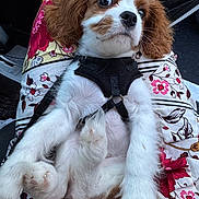 Willow is registered to the contest to win money with this photo: puppy, dog, cavalier_king_charles_spaniel, pet, animal, floral_pattern, fabric, harness, white_fur, brown_fur, cute, sitting, close_up, indoors, paw, fur, expression, relaxed, comfort, small_dog