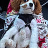 puppy, dog, cavalier_king_charles_spaniel, pet, animal, floral_pattern, fabric, harness, white_fur, brown_fur, cute, sitting, close_up, indoors, paw, fur, expression, relaxed, comfort, small_dog