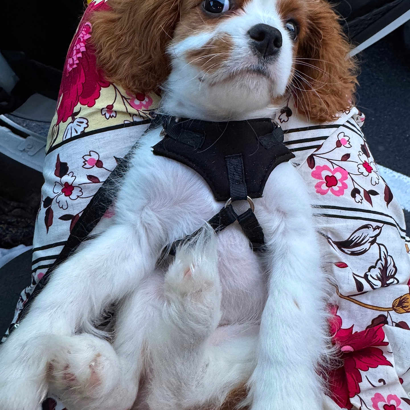 Willow is registered to the contest to win money with this photo: puppy, dog, cavalier_king_charles_spaniel, pet, animal, floral_pattern, fabric, harness, white_fur, brown_fur, cute, sitting, close_up, indoors, paw, fur, expression, relaxed, comfort, small_dog