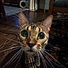cat, close_up, whiskers, green_eyes, indoor, wooden_floor, curious, pet, animal, feline, face, ears, floor_rug, furniture, home, domestic, portrait, looking_up, tabby, brown