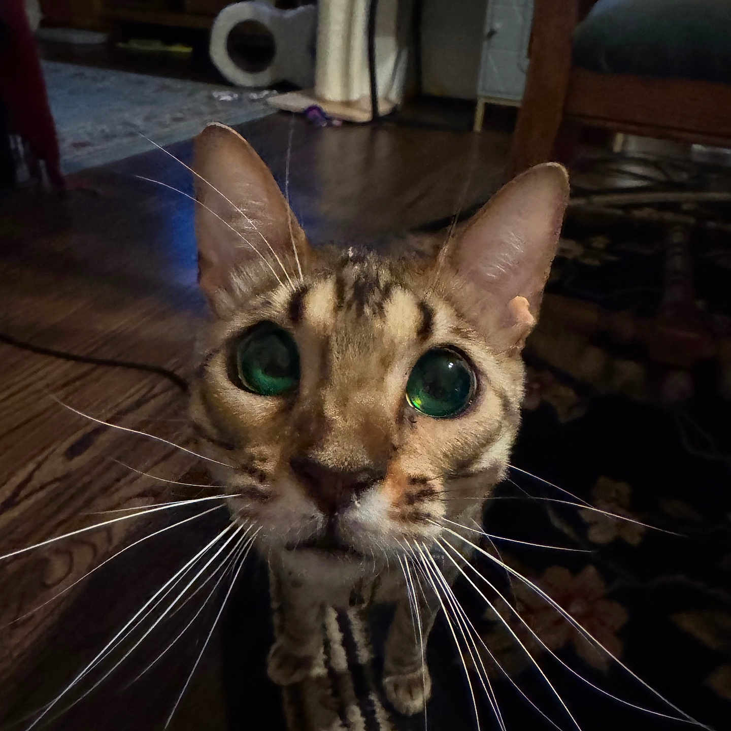 Klaus is registered to the contest to win money with this photo: cat, close_up, whiskers, green_eyes, indoor, wooden_floor, curious, pet, animal, feline, face, ears, floor_rug, furniture, home, domestic, portrait, looking_up, tabby, brown