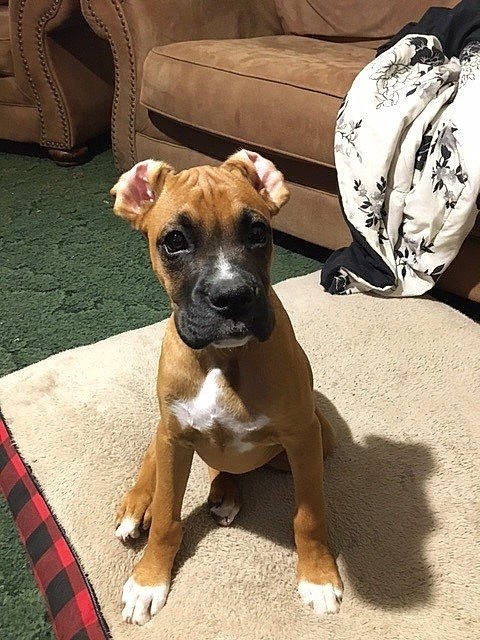 Colonel Smalls joined the competition — help win amazing prizes! boxer, canidae, carnivore, collar, companion_dog, dog, dog_breed, dog_supply, fawn, guard_dog, molosser, paw, pet_supply, snout, sporting_group, tartan, toy_dog, whiskers, working_animal, working_dog