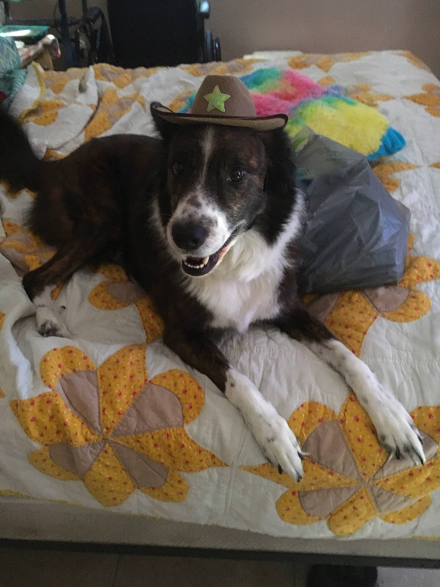 Odie Bear . is registered to the contest to win money with this photo: art, border_collie, canidae, carnivore, chair, comfort, companion_dog, creative_arts, dog, dog_breed, dog_supply, herding_dog, linens, pattern, recreation, room, sporting_group, working_dog