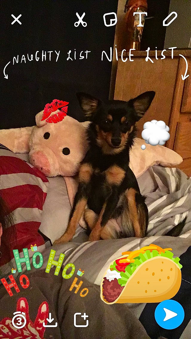 Hope joined the competition — help win amazing prizes! carnivore, companion_dog, dog, dog_breed, dog_supply, fawn, felidae, fictional_character, font, fur, paw, photo_caption, plush, stuffed_toy, tail, teddy_bear, toy, toy_dog, vertebrate, working_animal