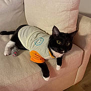 Winston joined the competition — help win amazing prizes! cat, tuxedo_cat, pet, animal, couch, sofa, indoor, toy_mouse, clothing, shirt, orange_sleeves, beige, furniture, relaxed, curious, whiskers, paws, black_and_white, home, cozy