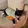 cat, tuxedo_cat, pet, animal, couch, sofa, indoor, toy_mouse, clothing, shirt, orange_sleeves, beige, furniture, relaxed, curious, whiskers, paws, black_and_white, home, cozy