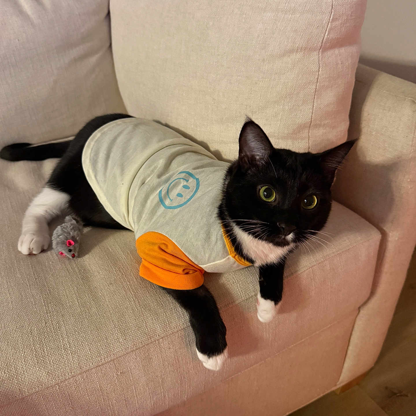 Winston joined the competition — help win amazing prizes! cat, tuxedo_cat, pet, animal, couch, sofa, indoor, toy_mouse, clothing, shirt, orange_sleeves, beige, furniture, relaxed, curious, whiskers, paws, black_and_white, home, cozy