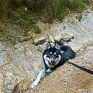 Shenron participe au concours pour gagner de l'argent avec cette photo : dog, husky, outdoor, rocks, earth, smiling, leash, blue_eyes, nature, grass, happy, pet, canine, animal, fur, portrait, resting, ground, daylight, excited