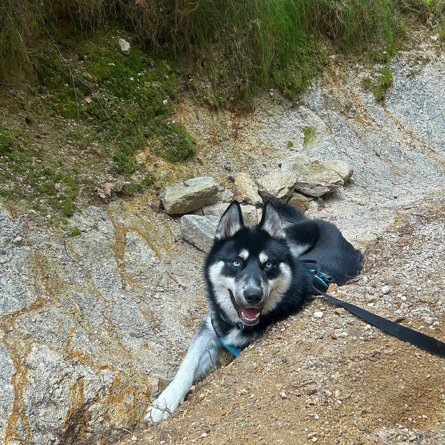 Shenron participe au concours pour gagner de l'argent avec cette photo : animal, blue_eyes, canine, daylight, dog, earth, excited, fur, grass, ground, happy, husky, leash, nature, outdoor, pet, portrait, resting, rocks, smiling