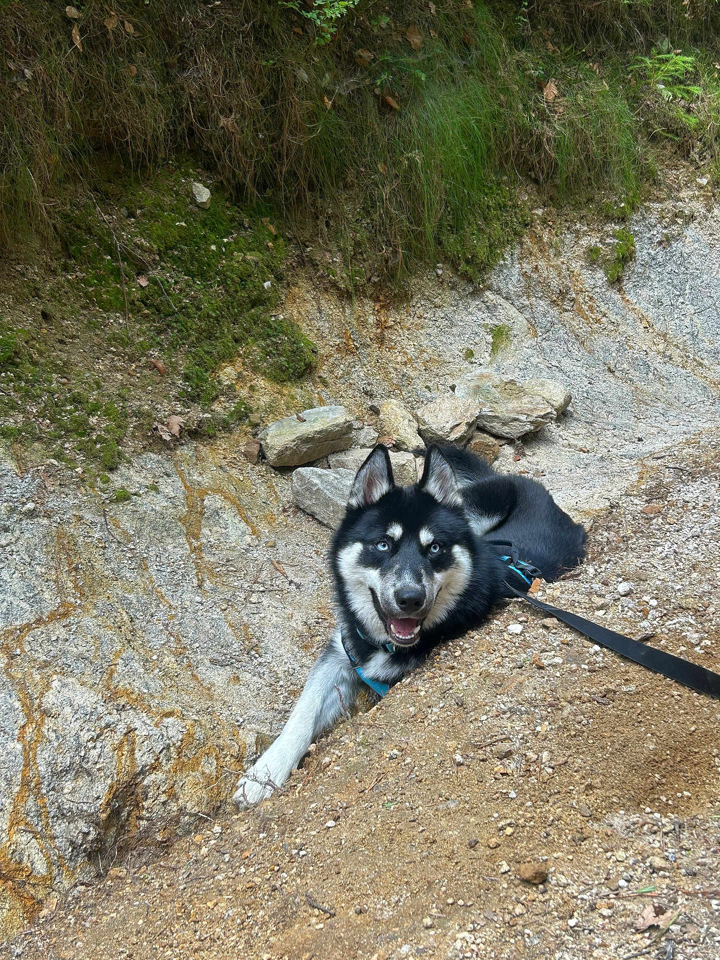Shenron participe au concours pour gagner de l'argent avec cette photo : dog, husky, outdoor, rocks, earth, smiling, leash, blue_eyes, nature, grass, happy, pet, canine, animal, fur, portrait, resting, ground, daylight, excited