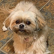 Princess Jj joined the competition — help win amazing prizes! black_nose, brown_eyes, close_up, collar, cute, dog, floor_tiles, fluffy, fur, groomed, indoor, looking_up, lying_down, pet, portrait, puppy_like, short_snout, small_dog, tile_floor, whiskers