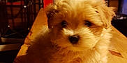 Mady participe au concours pour gagner de l'argent avec cette photo : puppy, dog, wooden_table, fluffy, indoor, cozy, brown, cute, small, fur, pet, animal, table, blurred_background, warm_lighting, adorable, sitting, young, domestic, companion