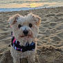 dog, beach, sand, sunset, ocean, harness, pet, cute, small_dog, outdoor, animal, sun, water, sky, leash, nature, seashore, fur, portrait, calm